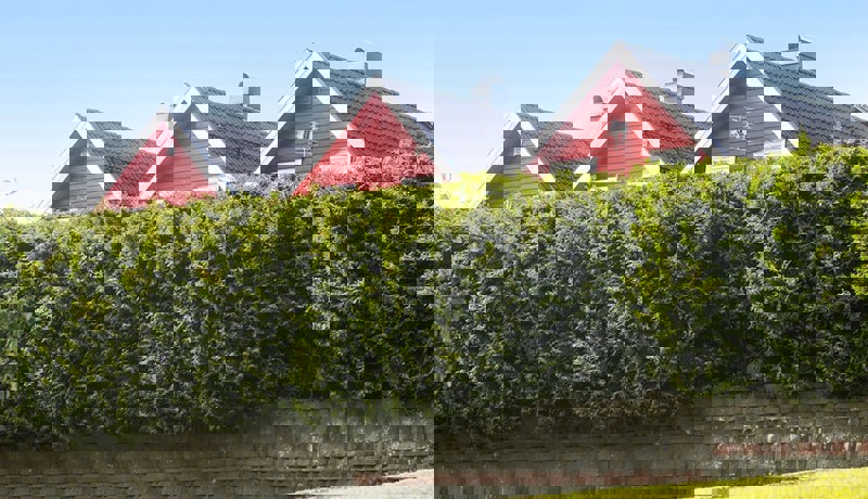 Tre røde rekkehus med en stor grønn hekk foran