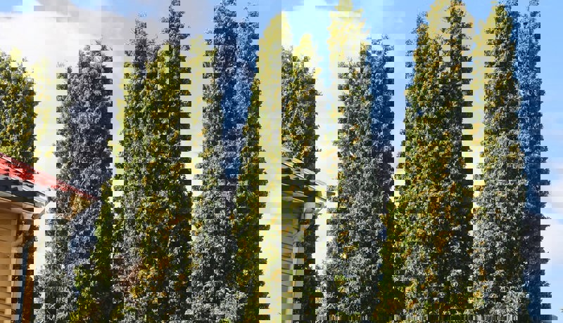 Noen høya tujahekker står ved siden av et hus